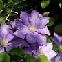 Clematis-the_president