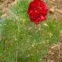 Fernleaf_peony