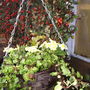 Primrosebasket