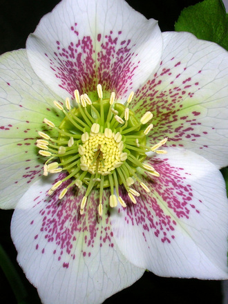 Hellebore (hellebore orientalis)