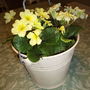 Primrose_planter