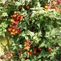 Chilian_fire_plant
