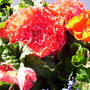 Pict0048