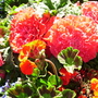 Pict0051