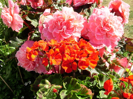A garden flower photo