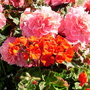 A garden flower photo