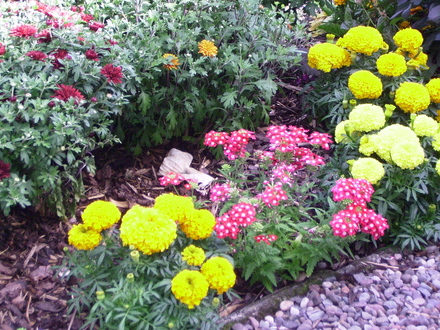 A garden flower photo
