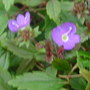 Veronica pedunculata (Veronica pedunculata)