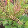 Mahonia (Mahonia japonica (Mahonia))