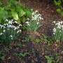 Snowdrops (Galanthus nivalis (Common snowdrop))