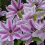 Clematis-nelly_moser