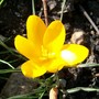 Crocus 'Mammoth Yellow' (Crocus vernus (Dutch crocus))