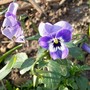Viola 'Joker' (Viola)