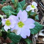 Primula vulgaris sibthorpii (Primula vulgaris sibthorpii)