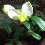 Polygala chamaebuxus 'Alba' (Polygala chamaebuxus 'Alba')