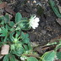 Potentilla alba (Potentilla alba)