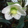 Helleborus x ericsmithii (Helleborus x ericsmithii)