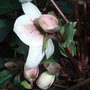Helleborus x ericsmithii (Helleborus x ericsmithii)