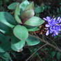 Hebe 'Autumn Glory' (Hebe 'Autumn Glory')