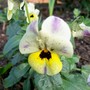 Viola (Viola cornuta (Horned violet))