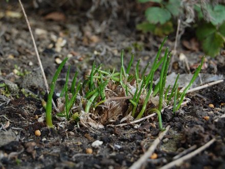 Fresh growth from dead chives