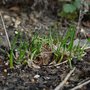 Fresh growth from dead chives