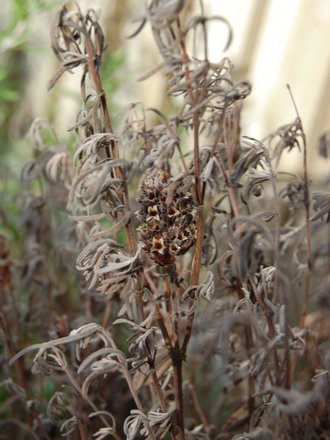 Lavender skeleton (Lavandula stoechas)