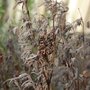 Lavender skeleton (Lavandula stoechas)