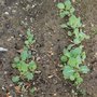 Spring Cabbage