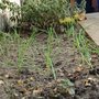 Overwintering onions