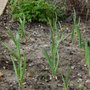 Sprouting garlic