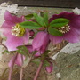 hellebore (hellebore)