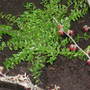 Lonicera nitida next to Hamamelis 'Rubin' (Lonicera nitida (Shrubby honeysuckle))