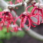 Hamamelis 'Rubin' flowers (Hamamelis x intermedia (Witch hazel))