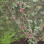 Hedera helix 'Chester' with Hedera and Lonicera nitida (Hamamelis x intermedia (Witch hazel))