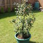 Bay (Laurus nobilis)