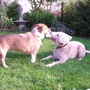 Pooch's Playground