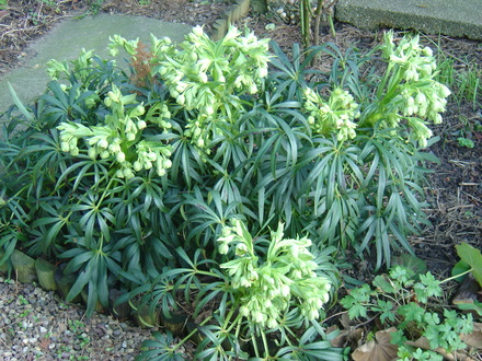 Hellebore (Helleborus foetidus)
