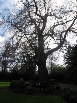 Chestnut tree, The Pageant Garden