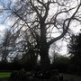 Chestnut tree, The Pageant Garden