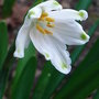 Leucojum aestivum (Leucojum aestivum)
