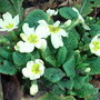 Primula_vulgaris