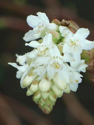 Ribes sanguineum 'White Icicle' 1 (Ribes sanguineum 'White Icicle')