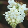 Ribes sanguineum 'White Icicle'