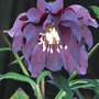 Helleborus_orientalis__harvington_double_purple_