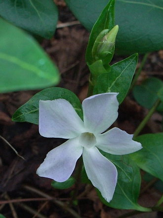 Vinca difformis (Vinca difformis)