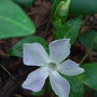 Vinca difformis