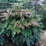 Mahonia_japonica_1