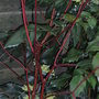 Mahonia japonica 2 (Mahonia japonica)