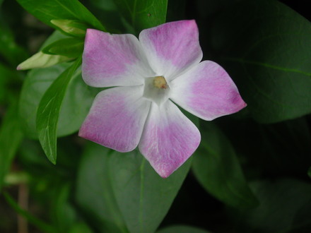 Vinca major  'Jenny Pye' (Vinca major)